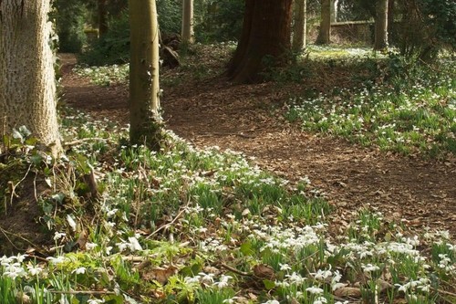 Snowdrop Walk