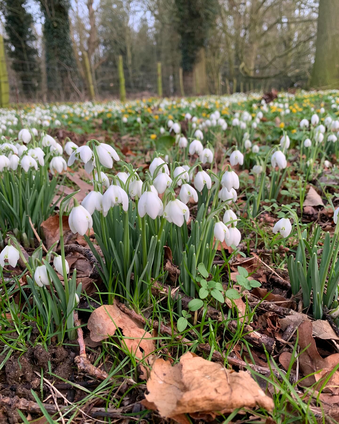 Lexham Hall Snowdrop Walk